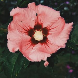 Meet your Posher, Cassidy